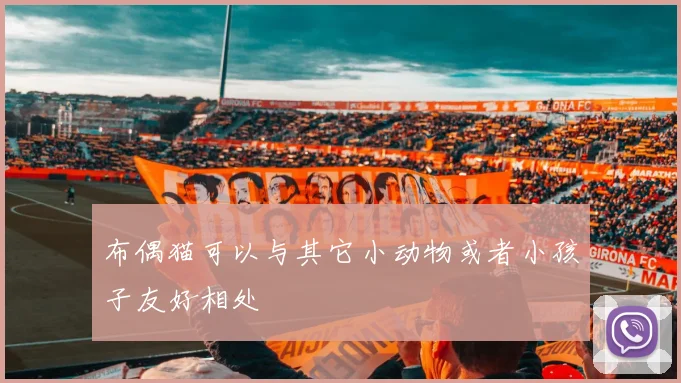 布偶猫可以与其它小动物或者小孩子友好相处
